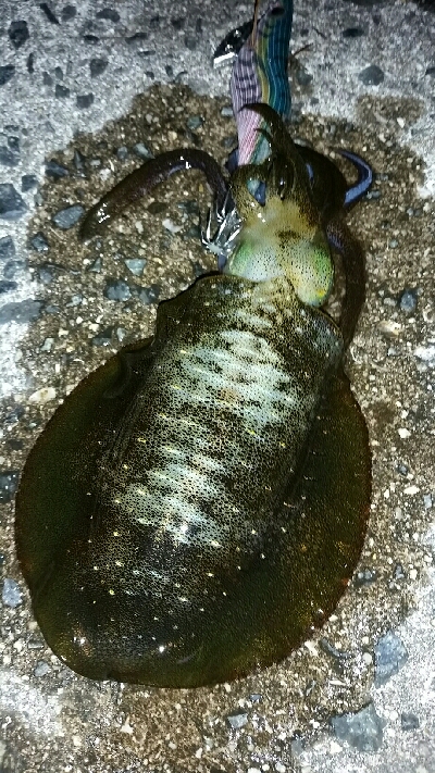 まだまだ小さい