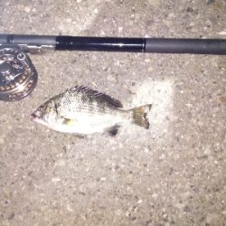 久しぶりのクロダイ?