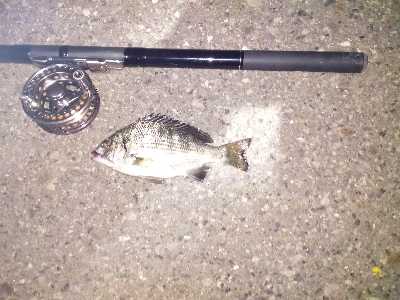 久しぶりのクロダイ？