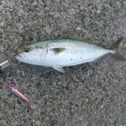 今年はツバスイヤー?