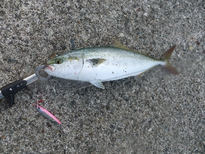 今年はツバスイヤー？