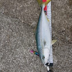 なんとかハマチ