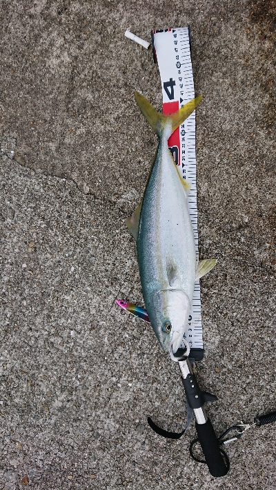 なんとかハマチ