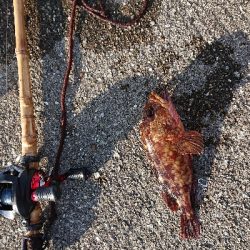 連続6回コフダイ不釣