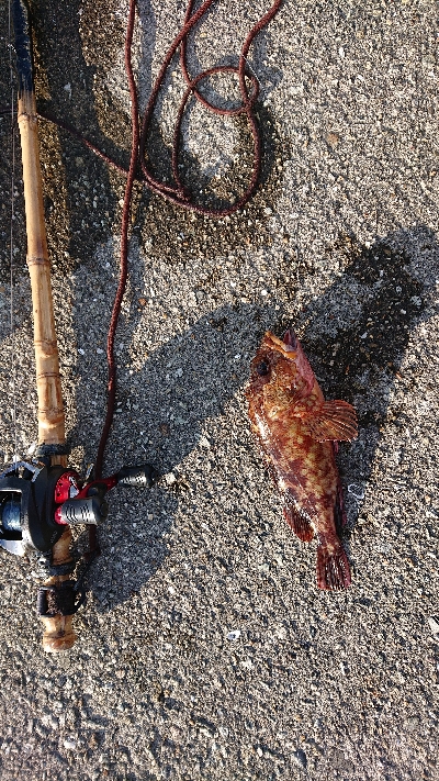 連続6回コフダイ不釣