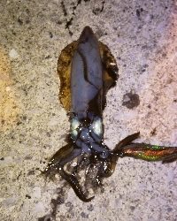 アジングとエギング