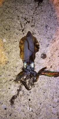 アジングとエギング