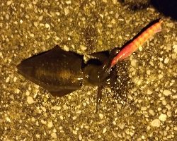 エギングからアジングと