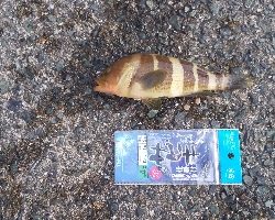 アコウシーズン終了？！