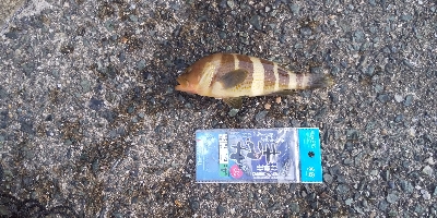 アコウシーズン終了？！