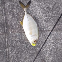 ボウズ逃れが、、メッキ？