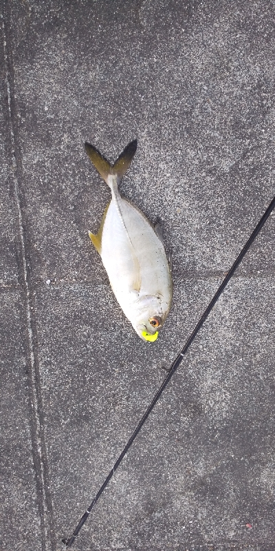 ボウズ逃れが、、メッキ？