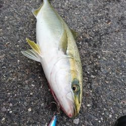 渋い中なんとかゲット サイズも上がってきました