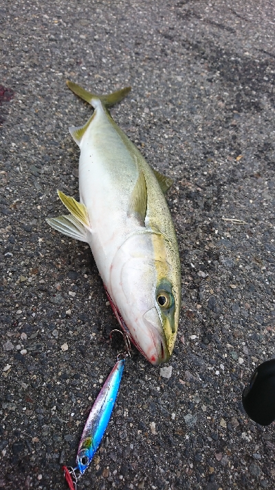 渋い中なんとかゲット サイズも上がってきました