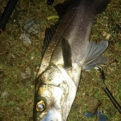 仁淀川河口シーバス