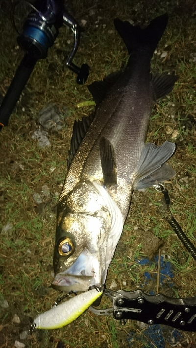 仁淀川河口シーバス