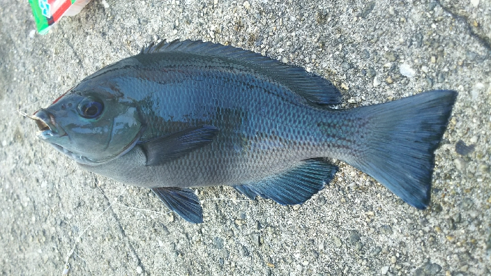 イシガキダイ カンダイ