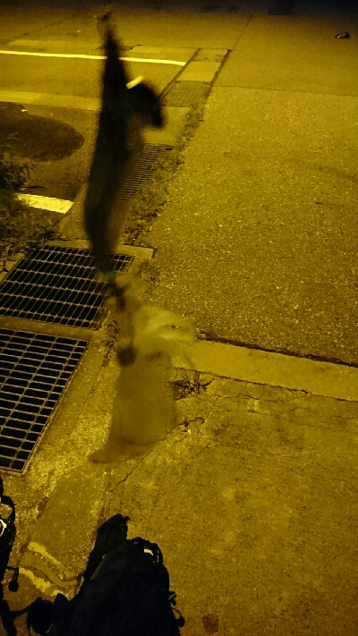 アオリイカ調査