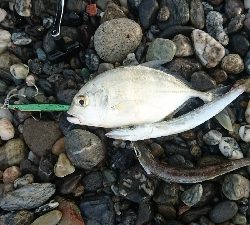 仁淀川周辺サーフライトショアジギング