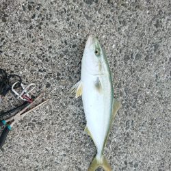 サーベルハント‼️