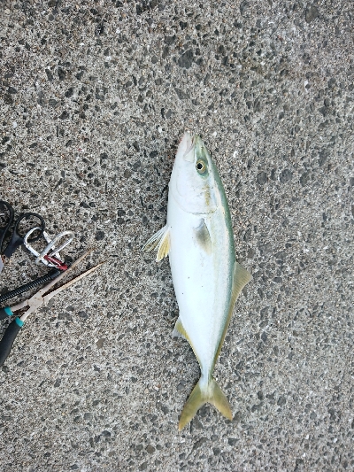 サーベルハント‼️