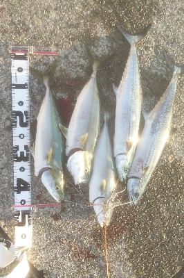 久々の地元　サゴシも登場！