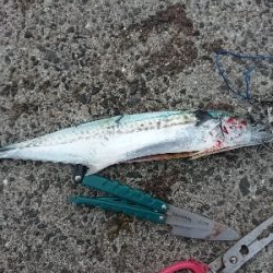 サーベルハント!