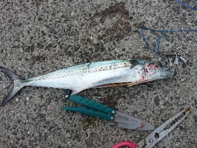 サーベルハント！