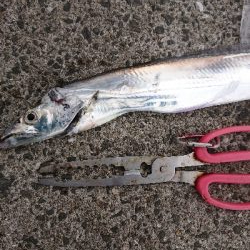 超激渋!サーベルハント