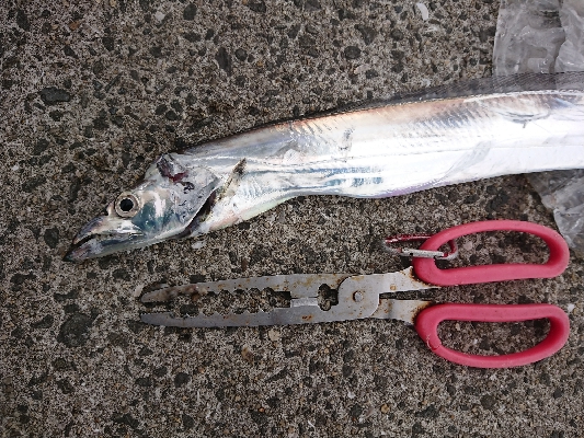 超激渋！サーベルハント