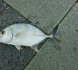 心頭メッキ釣り