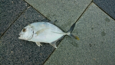 心頭メッキ釣り