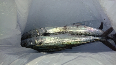 台風前の爆風釣行