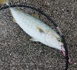 アベレージ40オーバー