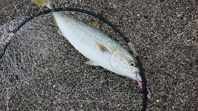 アベレージ40オーバー