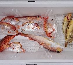 真鯛なんとか1枚