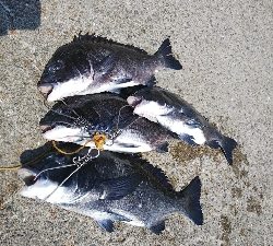 久しぶりによく釣れた気がした！