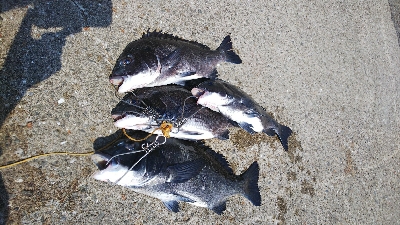 久しぶりによく釣れた気がした！