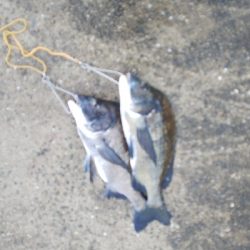 雨にも負けず釣行