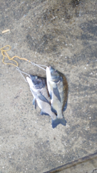 雨にも負けず釣行