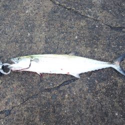 生涯最多バラシ