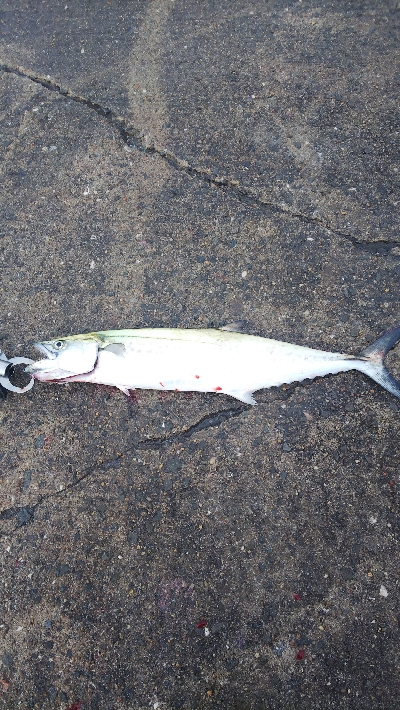 生涯最多バラシ