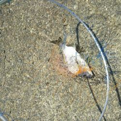 大磯港で団子釣り