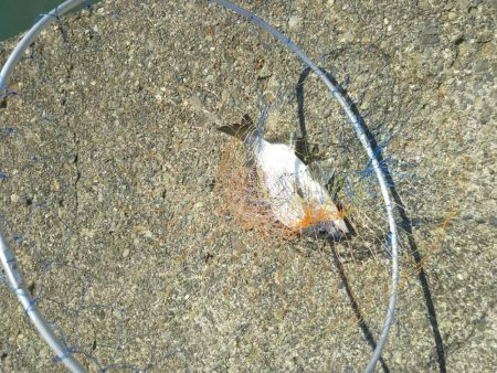 大磯港で団子釣り