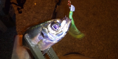 やっぱりアジングが楽しい！