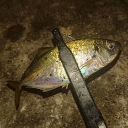 だんだんサイズアップしてます!