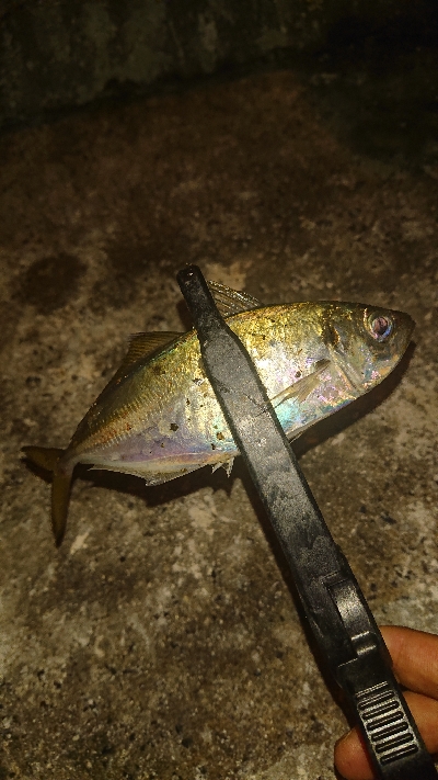 だんだんサイズアップしてます！