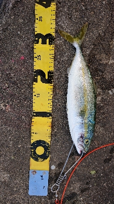 LSJはおもろい！