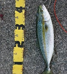 よく引きました！