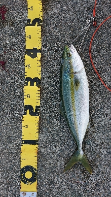 よく引きました！